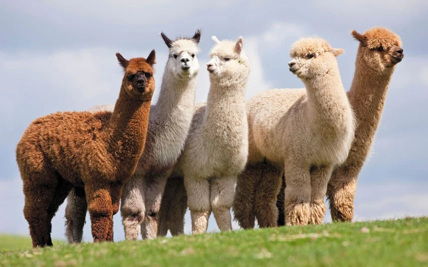 The Ultimate Alpaca Wool, Lambs Wool, Cashmere, Silk & Cotton 10,000 Pocket Spring Mattress (Choice Of Medium Or Firm)